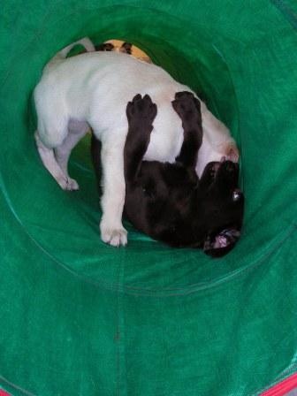 puppy2 puppy2