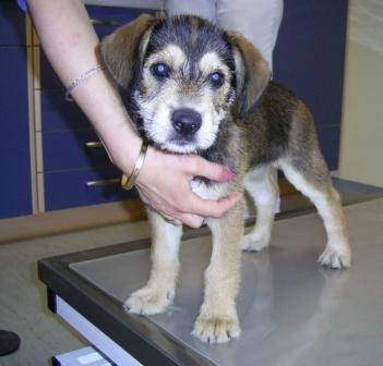 puppy4 puppy4